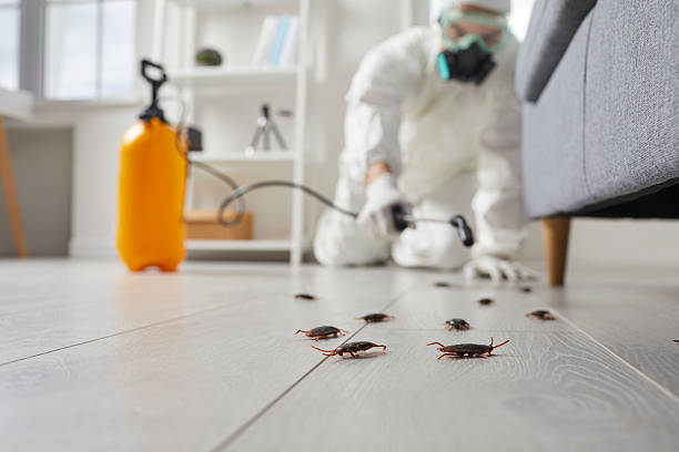 Commercial Rodent Management in South Temple